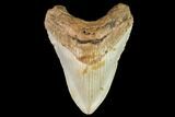Fossil Megalodon Tooth - North Carolina #109834-1